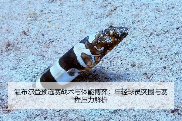 wen-bu-er-deng-yu-xuan-sai-zhan-shu-yu-ti-neng-bo-yi-nian-qing-qiu-yuan-tu-wei-yu-sai-cheng-ya-li-jie-xi-2-374.jpg